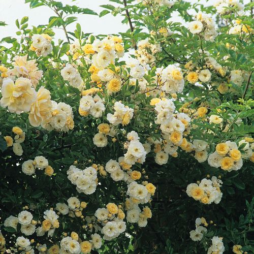 Rosa Goldfinch - alb - Trandafir copac cu trunchi înalt - cu flori mărunți - coroană tufiș